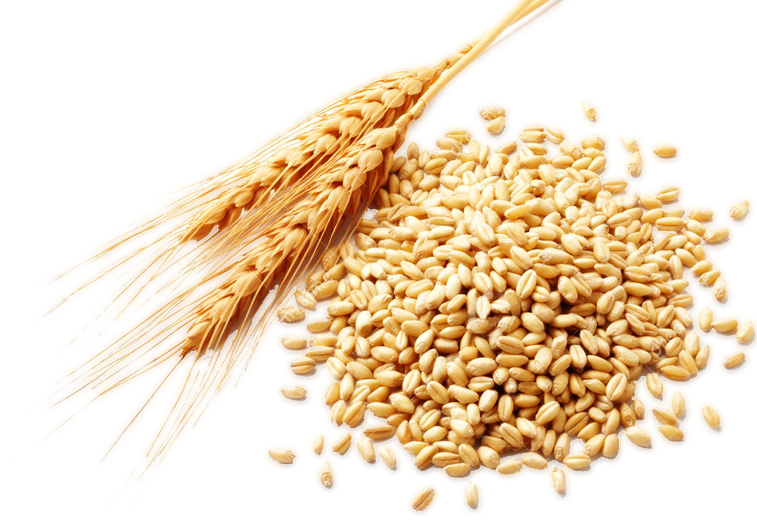 Wheat