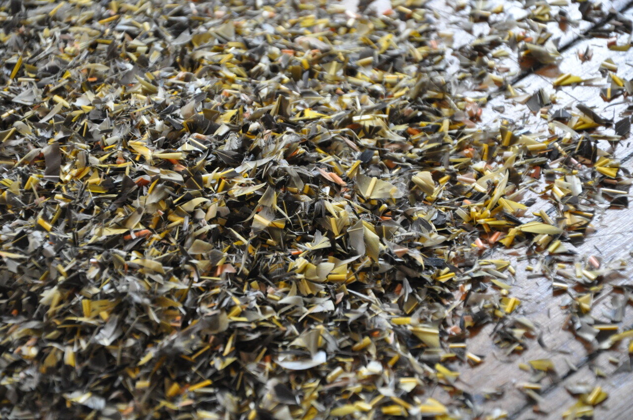 found feathers, 3000 wasps. 2010.